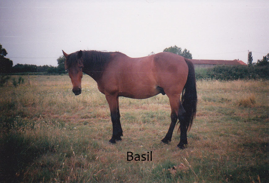 basil
