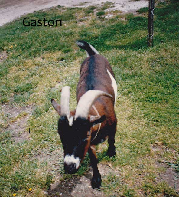 gaston
