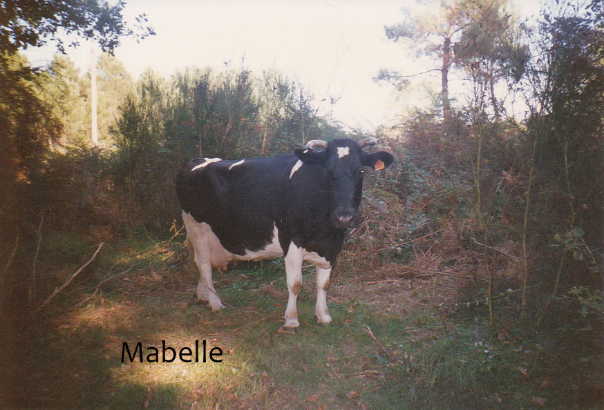 mabelle