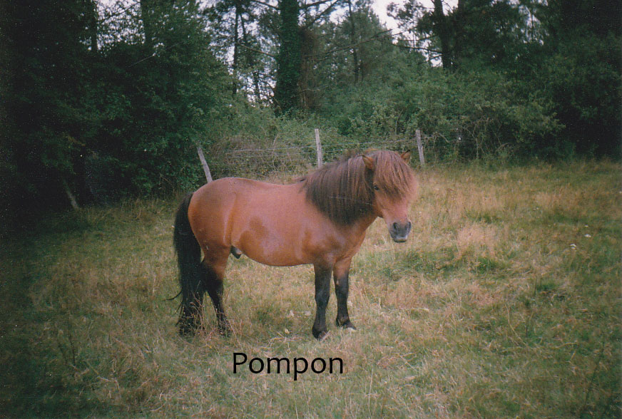 pompon