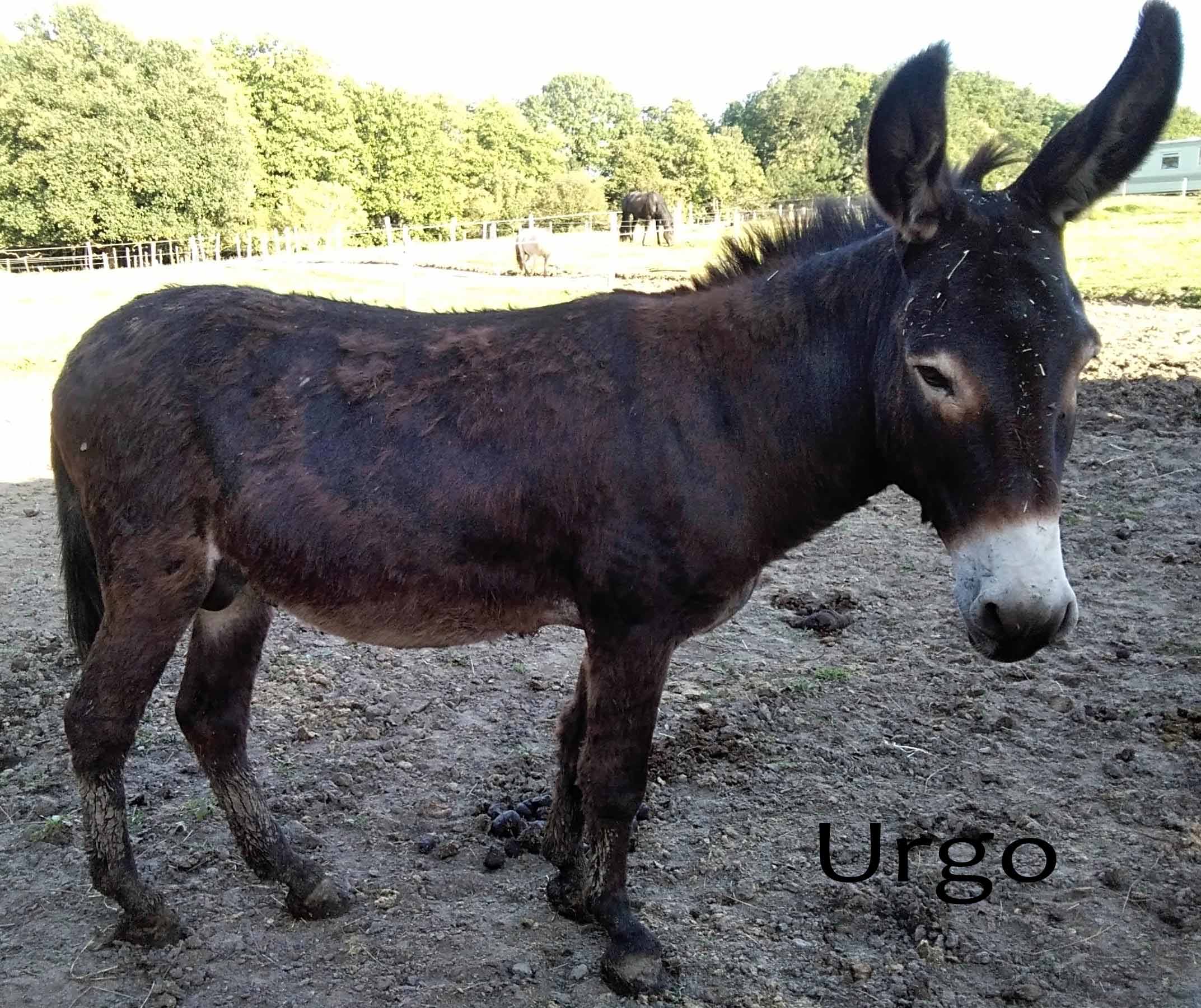 urgo